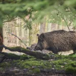 Monfragüe autoriza la caza con arco y rehalas para frenar la superpoblación de ciervos y jabalíes