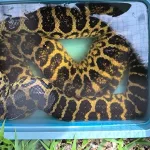 Animales en un freezer, venta de especies exóticas y maltrato: el resultado del allanamiento a una veterinaria de Misiones