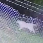 Temor en Mar Chiquita: un puma anda suelto por las calles y les piden a los vecinos que no salgan de sus casas