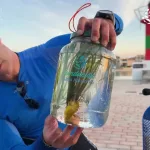Liberan 70 caballitos de mar en Mallorca para proteger la especie