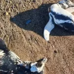Alarma en la Patagonia por el hallazgo de pingüinos muertos en las costas de Chubut y Santa Cruz