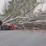 Temporal en Mendoza: una mujer murió aplastada por un árbol que cayó sobre su auto