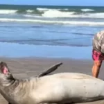 Polémica en La Lucila del Mar: un hombre tocó a un lobo marino que estaba en la playa y encendió una pelea entre turistas