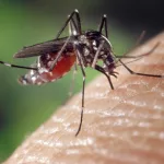 Alarma en Extremadura: el virus del Nilo se cobra la tercera víctima y ya hay 20 contagiados