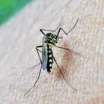 El virus del Nilo se cobra su cuarta víctima mortal en Extremadura, un anciano de 91 años