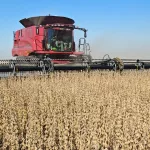 Las razones de la fuerte caída del precio de la soja en el mercado local