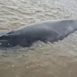Alerta en San Isidro por una ballena que quedó varada en pleno Río de la Plata