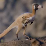 Hallazgo científico en Argentina: el dinosaurio del tamaño de un gallo que reescribe la historia evolutiva