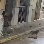 Un perro frustra un intento de secuestro en Polinyà del Xúquer y revela una banda criminal