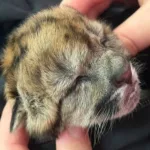 Atropellaron y mataron a una puma embarazada en Neuquén: sobrevivió un cachorro