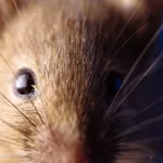 Detectan un llamativo aumento en la cantidad de casos y la mortalidad de una enfermedad de los meses de calor