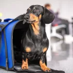 Un fallo dice que un perro vale lo mismo que una valija si es extraviado por una aerolínea durante un vuelo