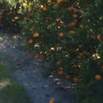 “No conviene cosechar”: la drástica decisión de los productores de una de las frutas más consumidas por los bajos precios