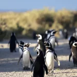 Masacre de pingüinos: el máximo tribunal de Justicia de Chubut define una condena que puede tener alto impacto internacional