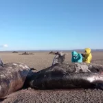 Alerta en Tierra del Fuego por la aparición de 26 orcas muertas: los científicos no logran dar con las causas