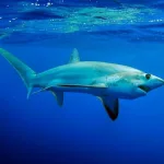 Tiburones: los cinco ataques más aterradores captados en cámara
