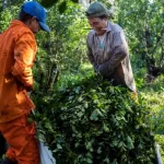 Tras quitarle el primer lugar del ranking mundial a Brasil e 2025,las exportaciones de yerba mate siguieron creciendo y se encaminan a un nuevo récord este año