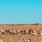 En una provincia ya hay más guanacos que ovejas: en una década se duplicó su población y enciende las alarmas del sector ovino