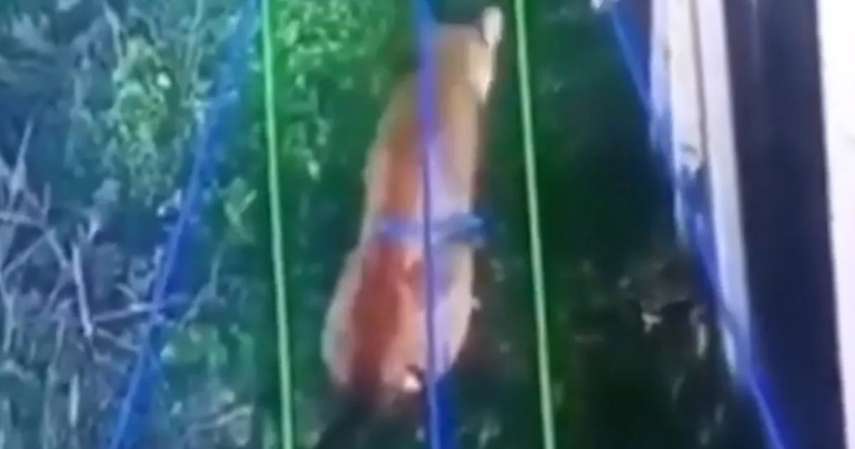 Un puma anda suelto en Hudson y causa temor en un barrio privado