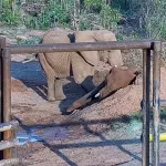 A los 35 años murió Pupy, la última elefanta porteña: hace cinco meses había sido trasladada a Brasil