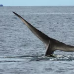 Histórico encuentro en Chubut: por primera vez se registró a corta distancia una ballena azul en el Golfo San Jorge