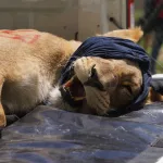 Así está el ex zoológico de Luján hoy y el plan sin precedentes para salvar leones, tigres y osos